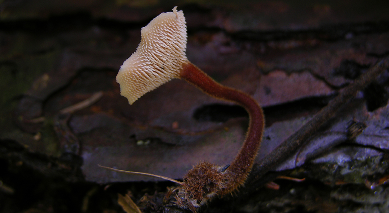 Auriscalpium vulgare Gray